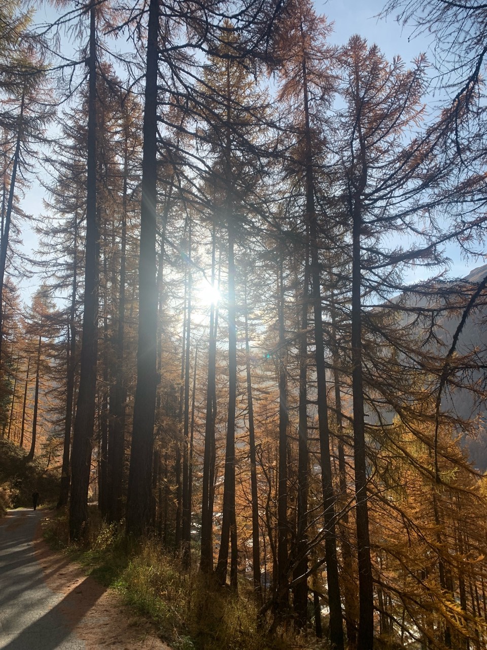 Larch trees in autumn, the sun through their branches